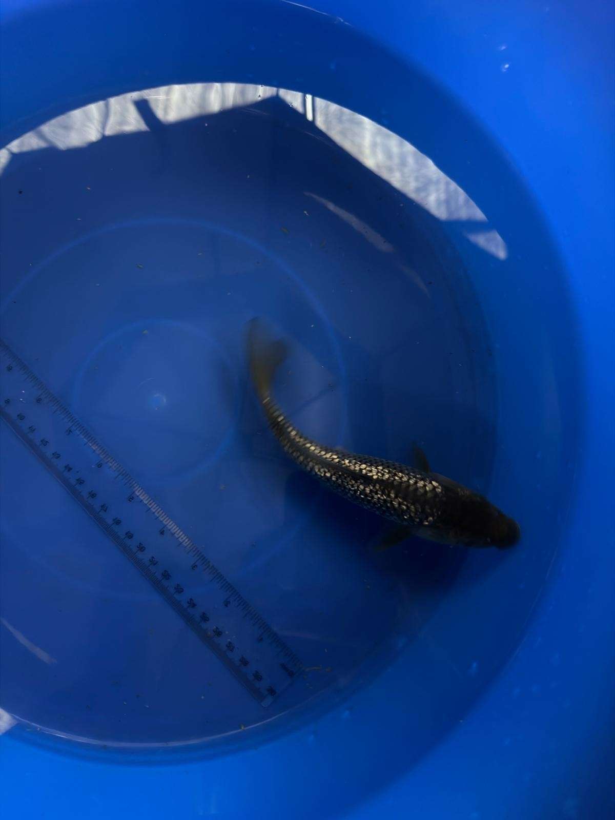6" Ginrin Soragoi Japanese Import Koi (Hand Picked) T3