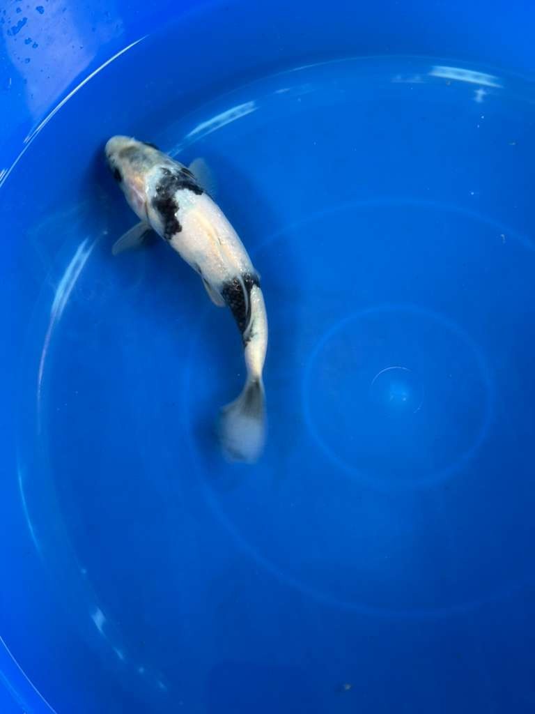 Japanese Import Ginrin Shiro Utsuri Koi 8"