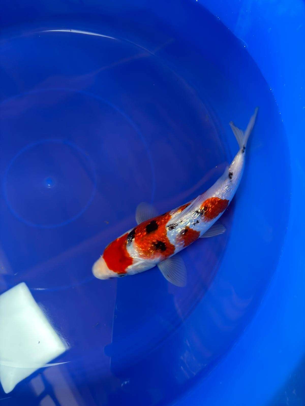 9" Ginrin Sanke Japanese Imported (Hand Picked)