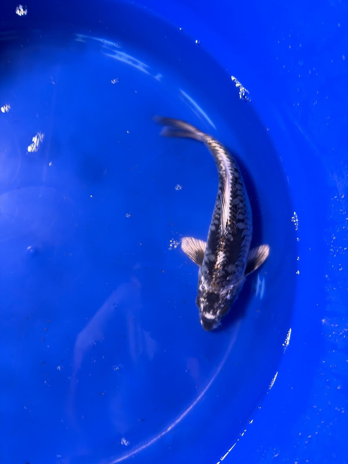 Aragoke Dragon Scale 9" inch Koi