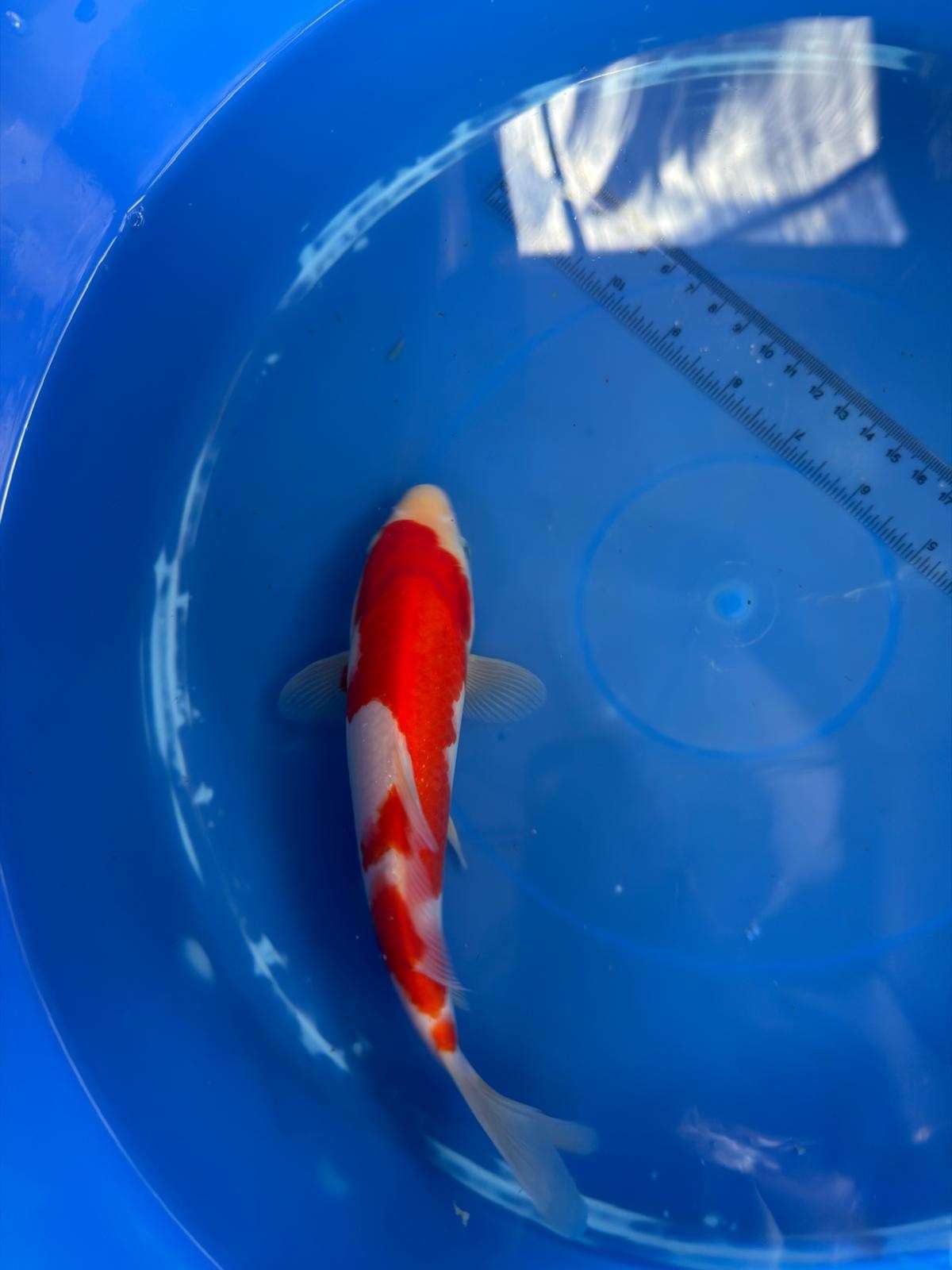 8" Kohaku Japanese Imported (HAND PICKED)