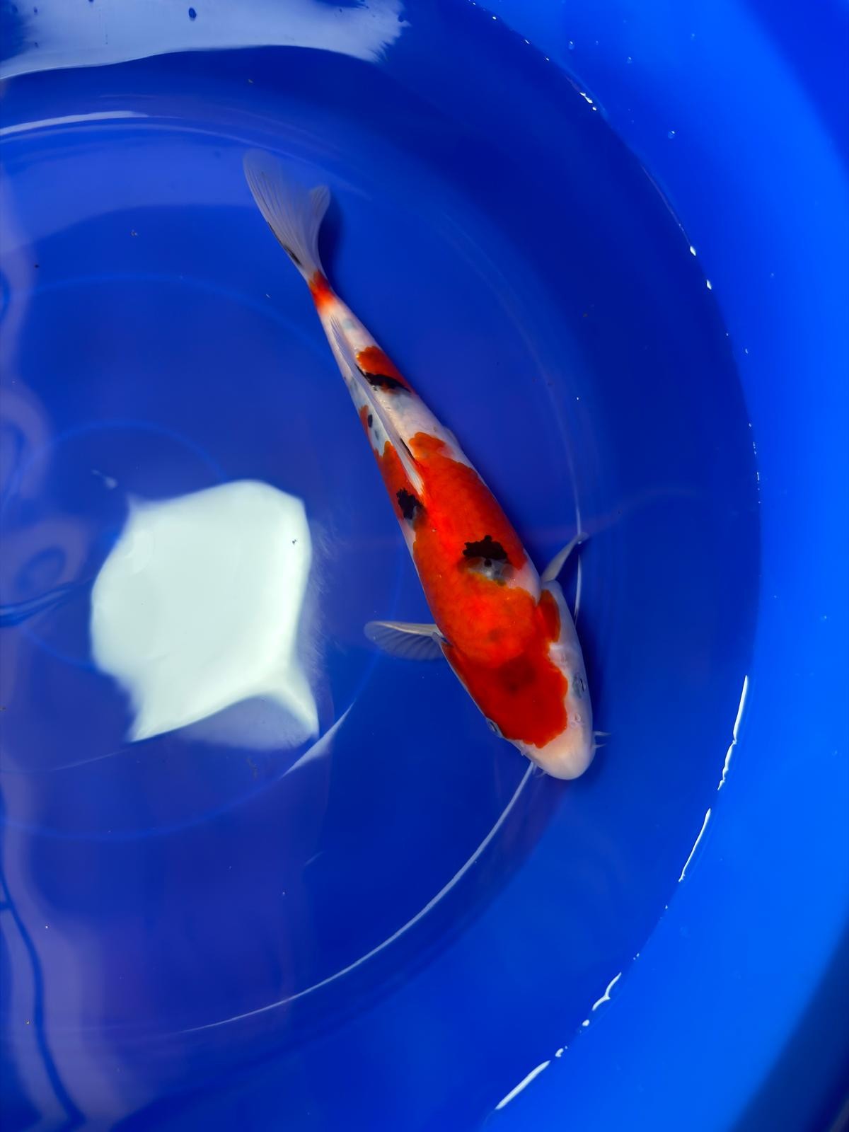 9" Sanke Japanese Imported (Hand Picked)