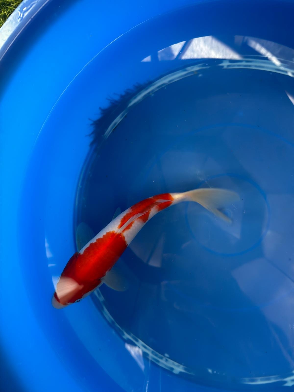 9" Kohaku Japanese Imported (Hand Picked) T2