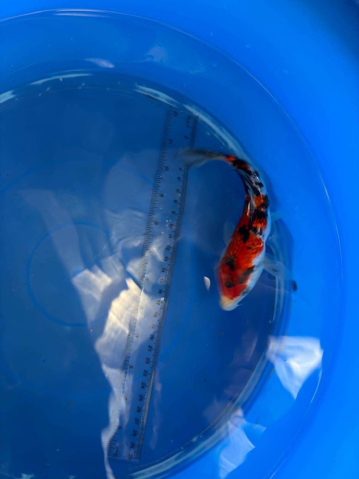6" Ginrin Showa Japanese Import Koi (Hand Picked)