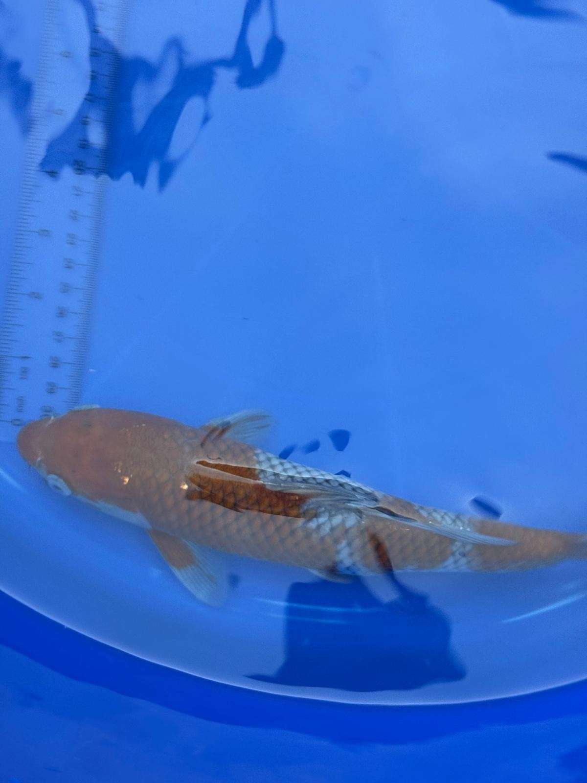 Japanese Ochiba Shigure Koi 11 inch