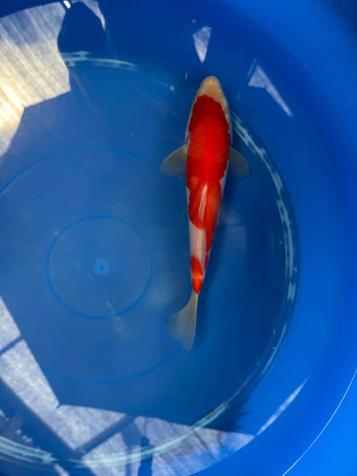 8" Kohaku Japanese Imported (Hand Picked) T2