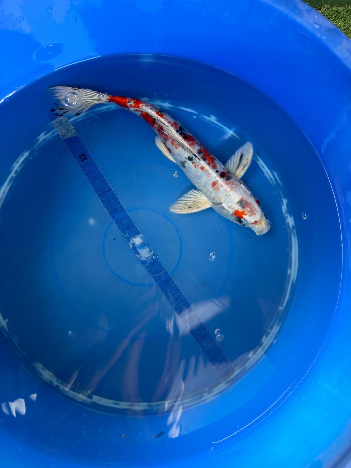 Taisho Sanke Koi 12"