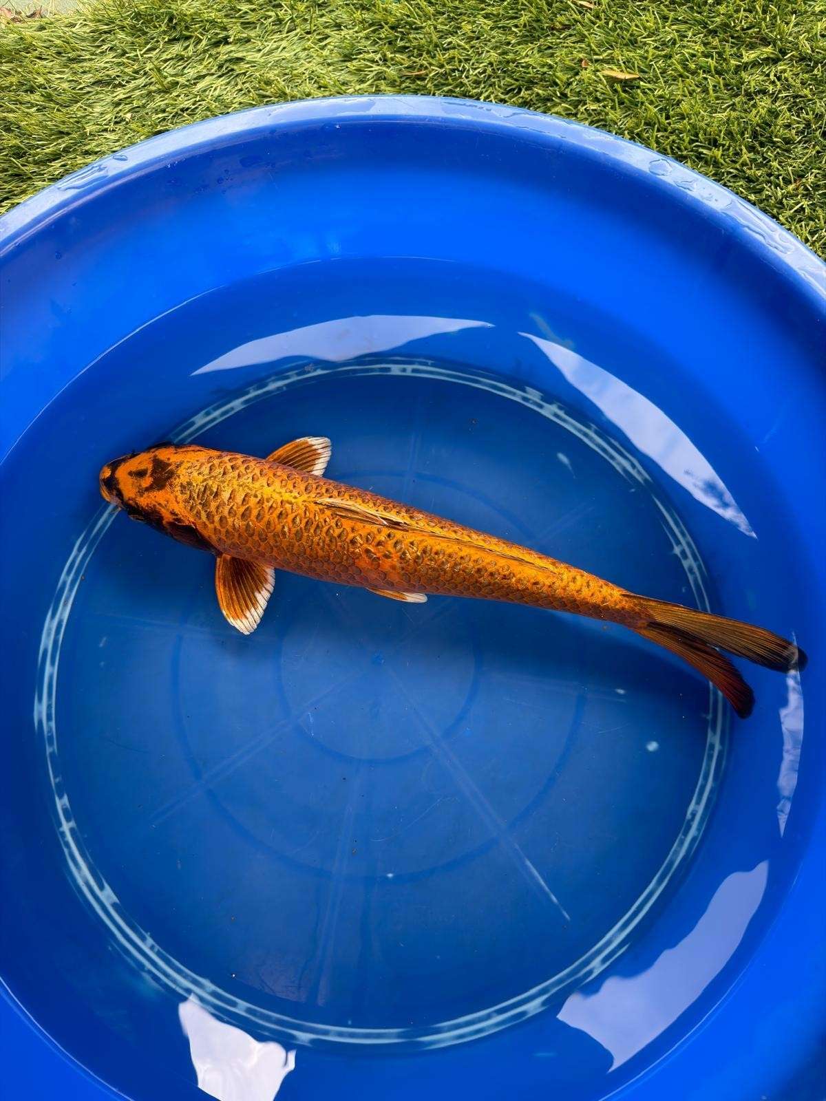 Kin Matsuba Koi 19"