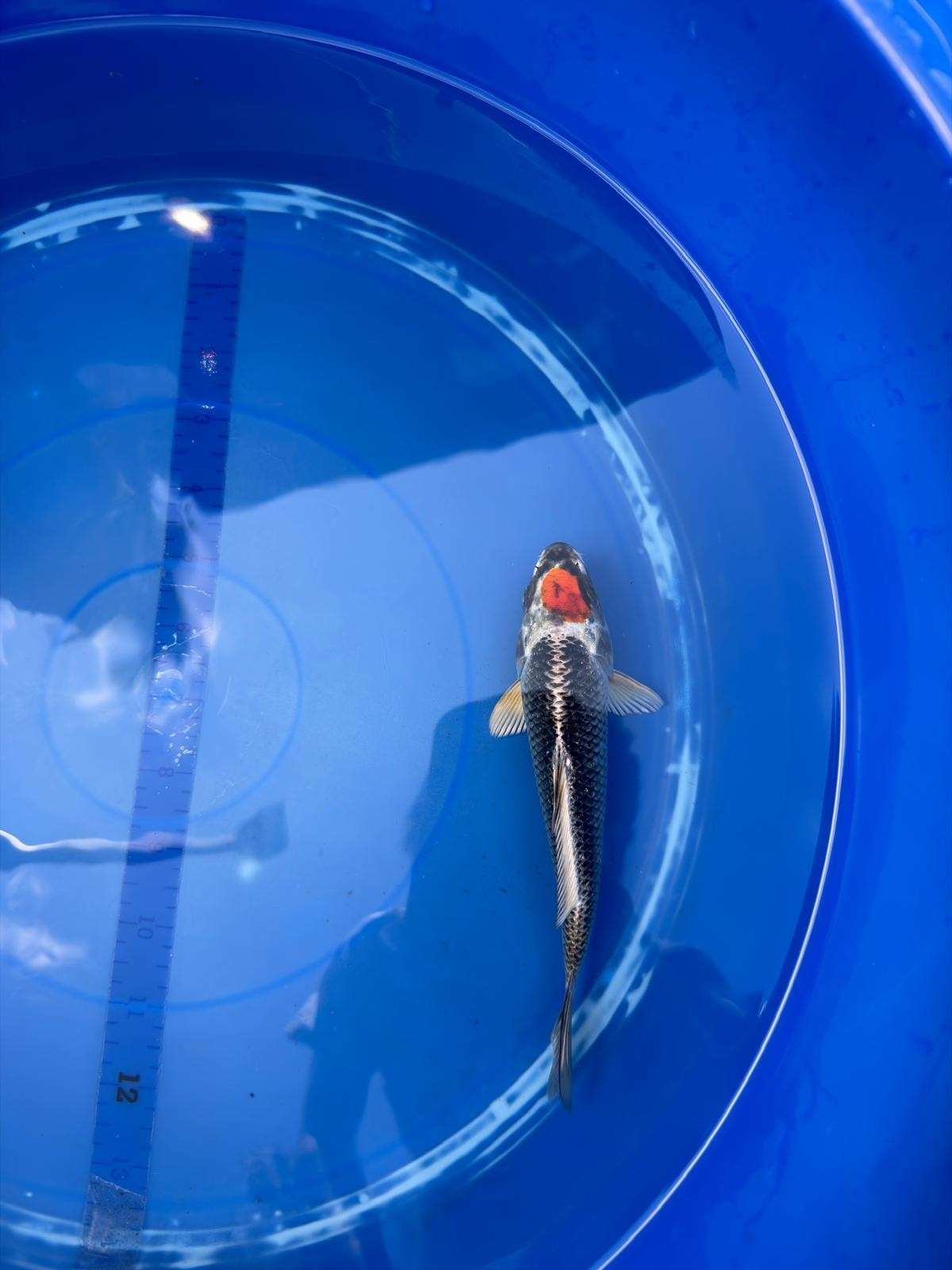 6" Tancho Kujaku Japanese Import Koi (Hand Picked) T2