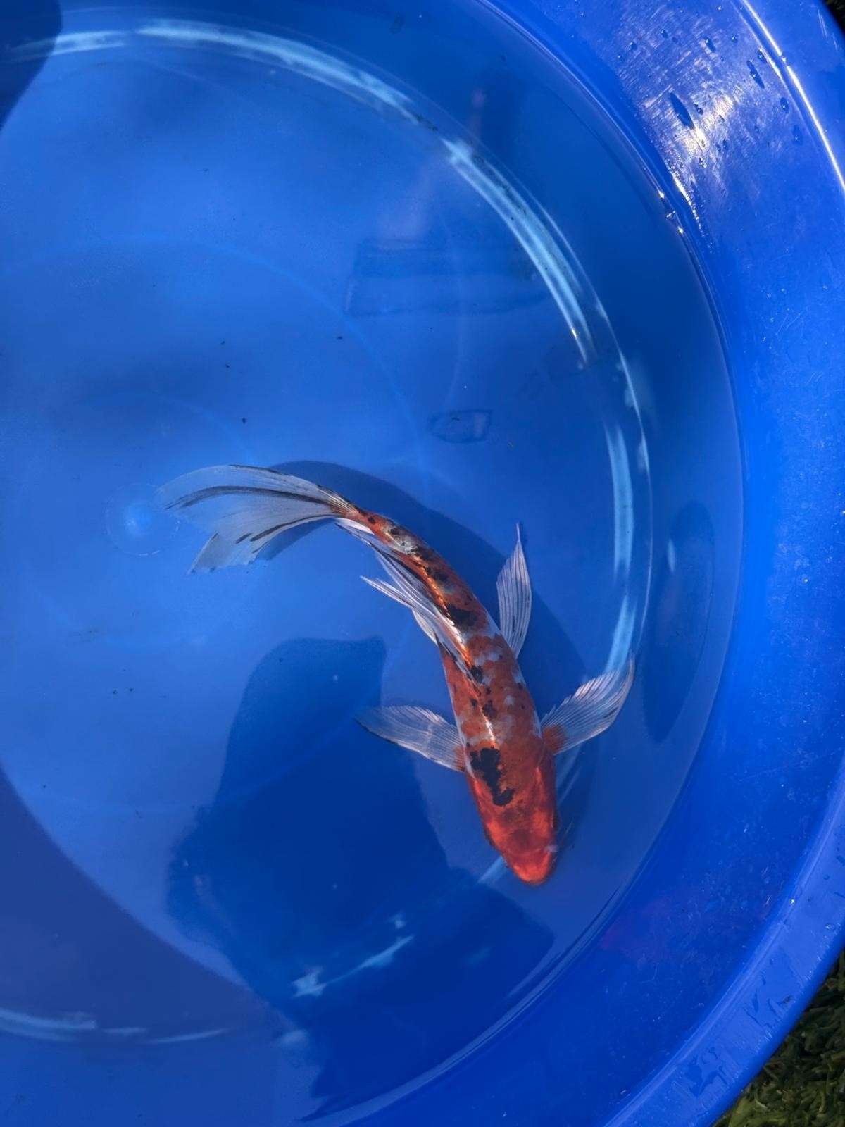 Showa Butterfly Koi 9 Inch