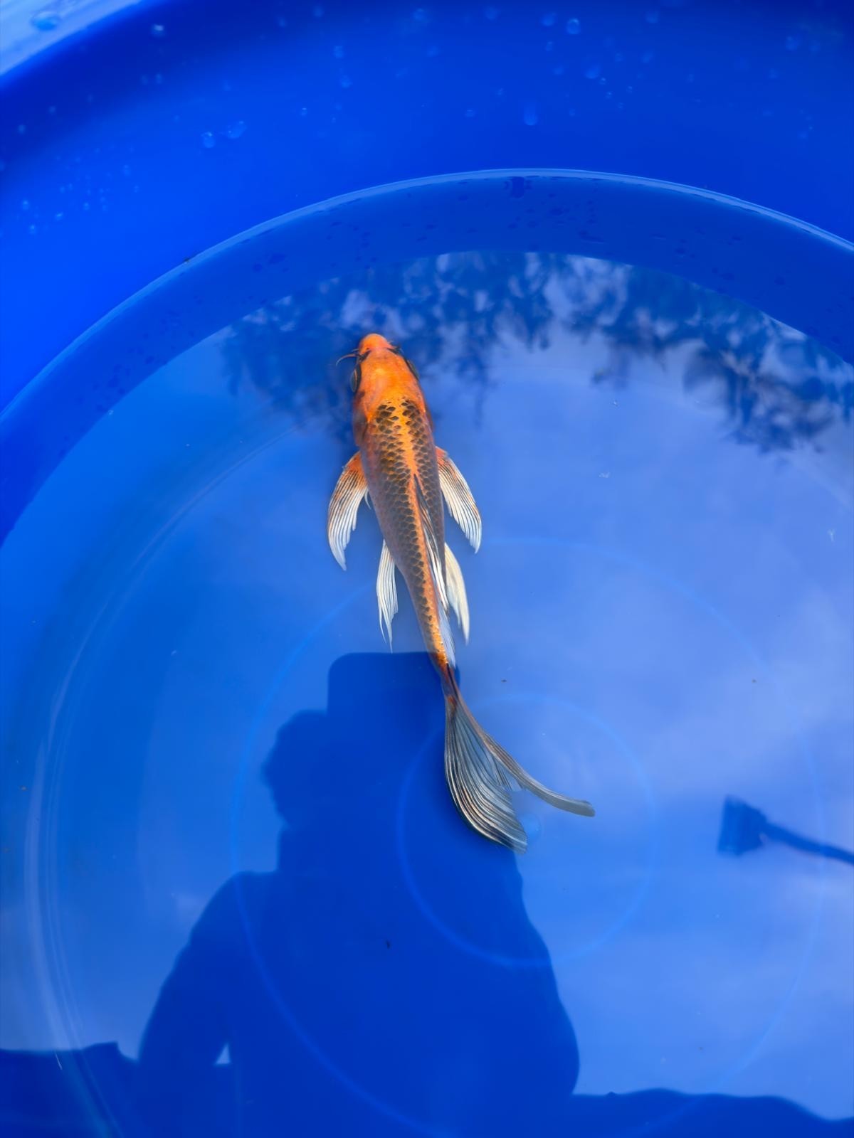 Kujaku Butterfly Koi 8"