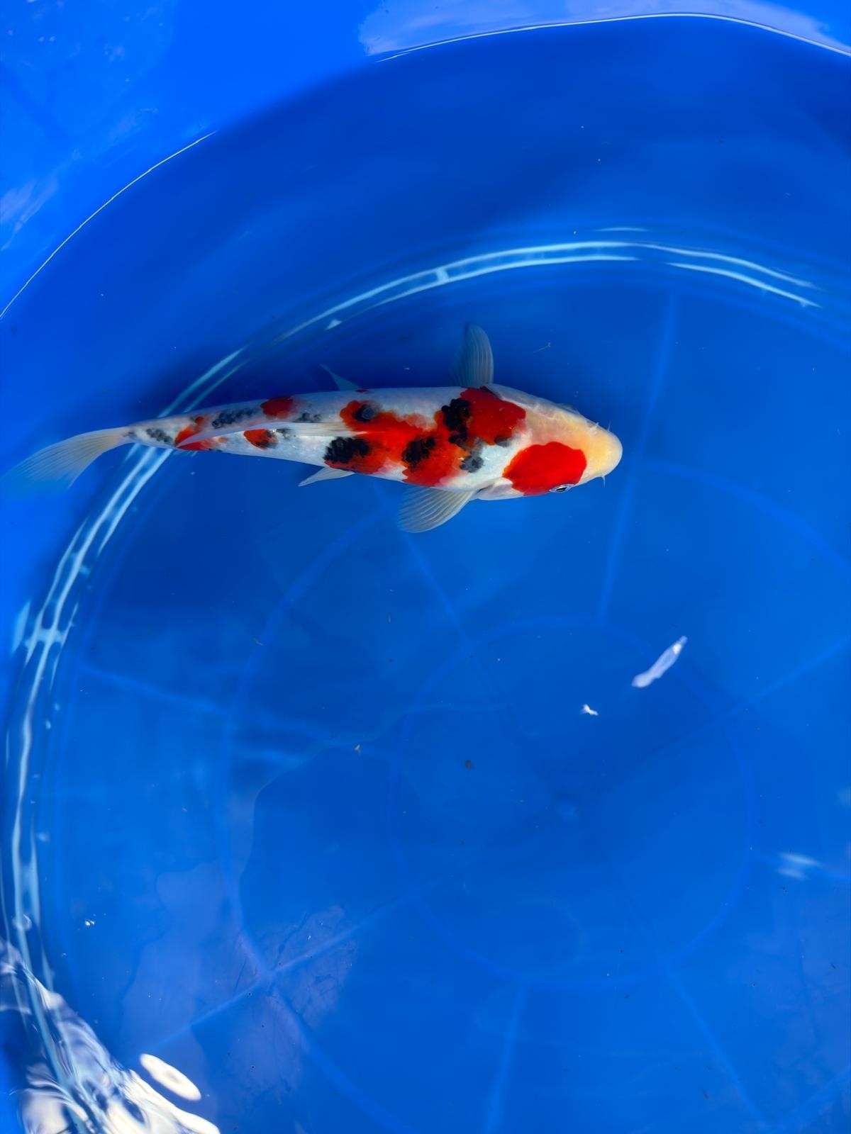 10" Sanke Japanese Imported (Hand Picked)