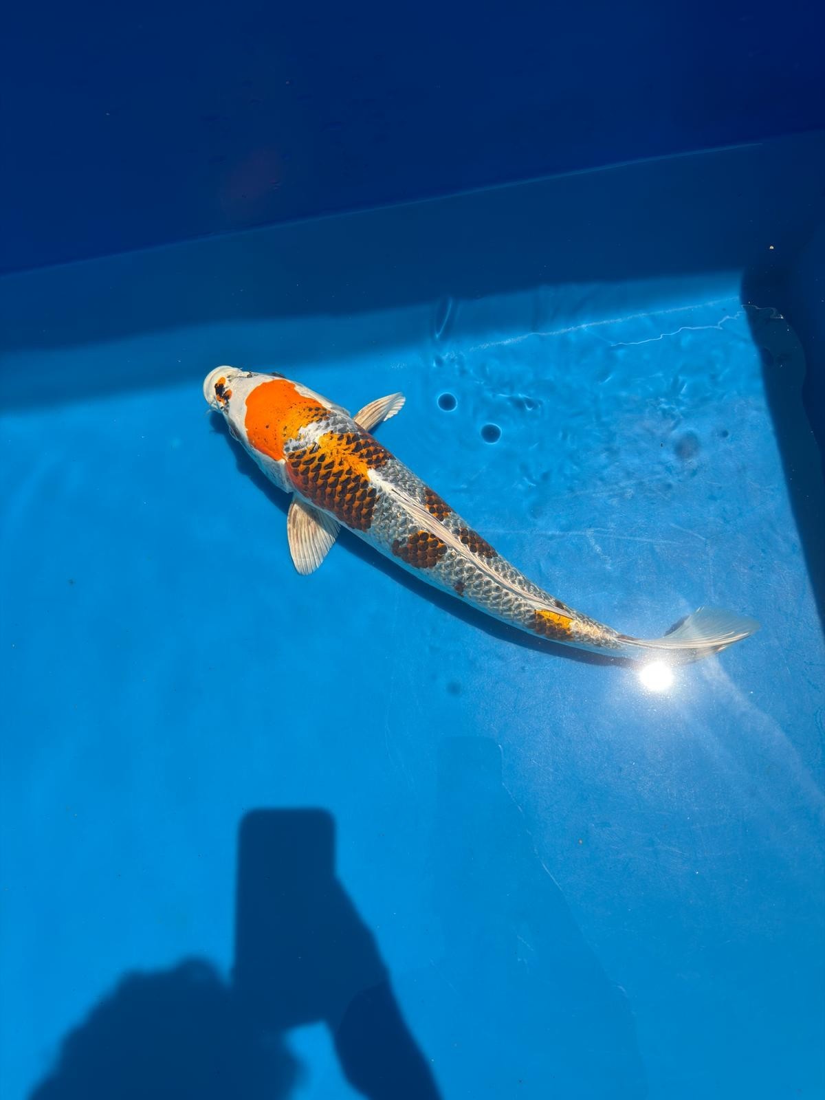 20" Kujaku-Japanese Imported-Female-Breeder Certifcate