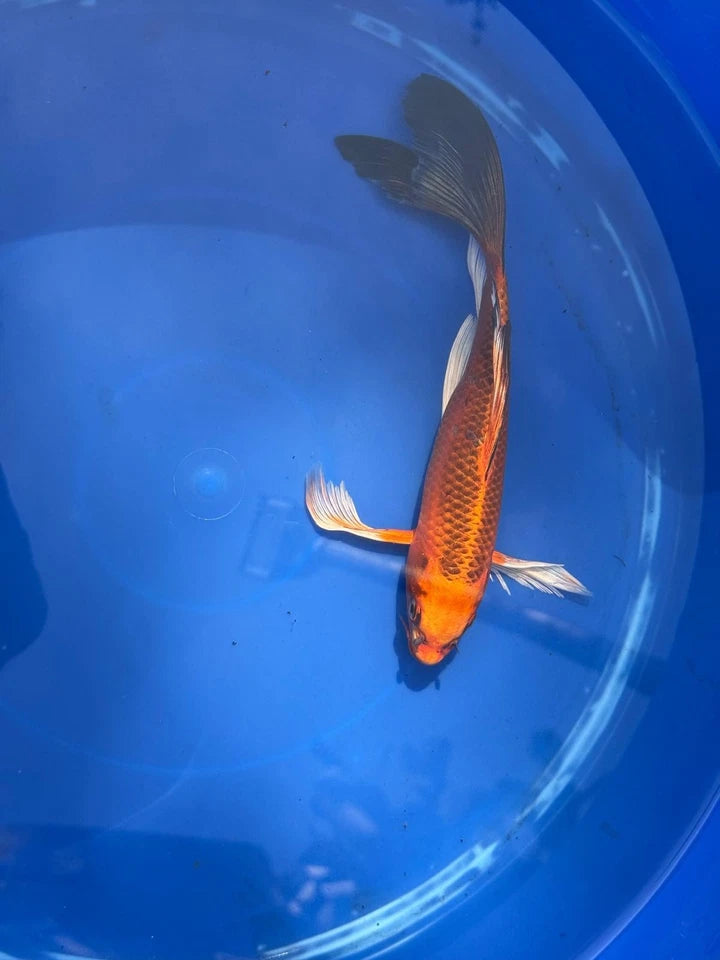 Kin Matsuba Butterfly Koi 9 Inch