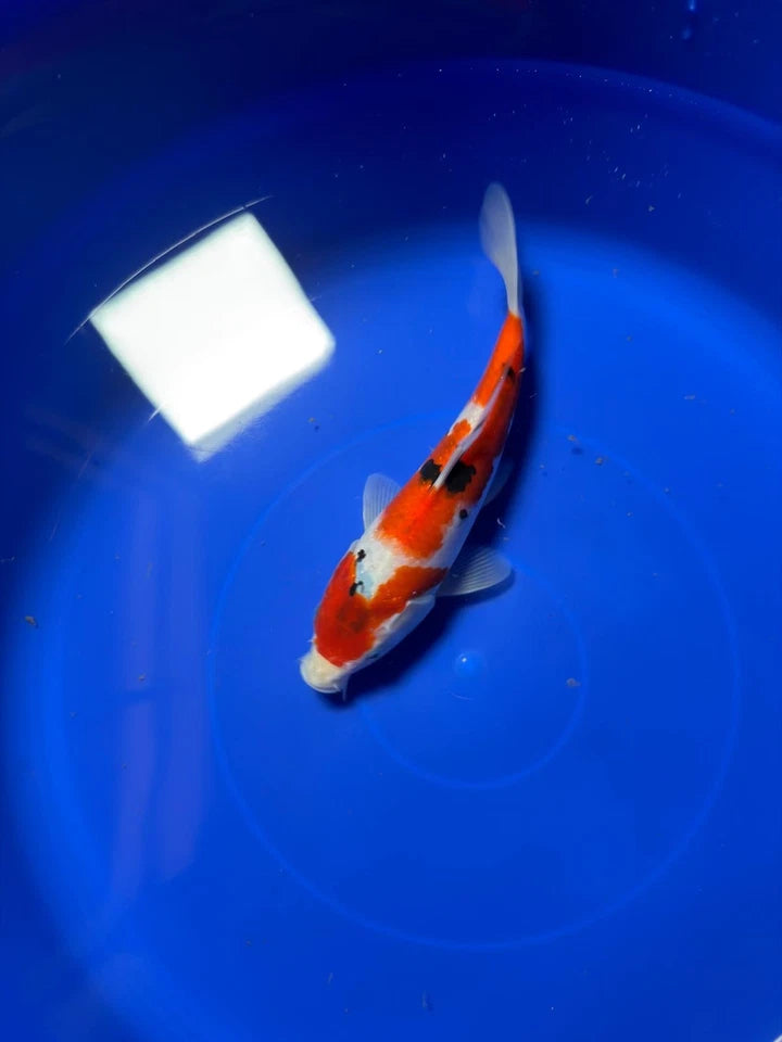 9" Sanke Japanese Imported HQ(High Quality)