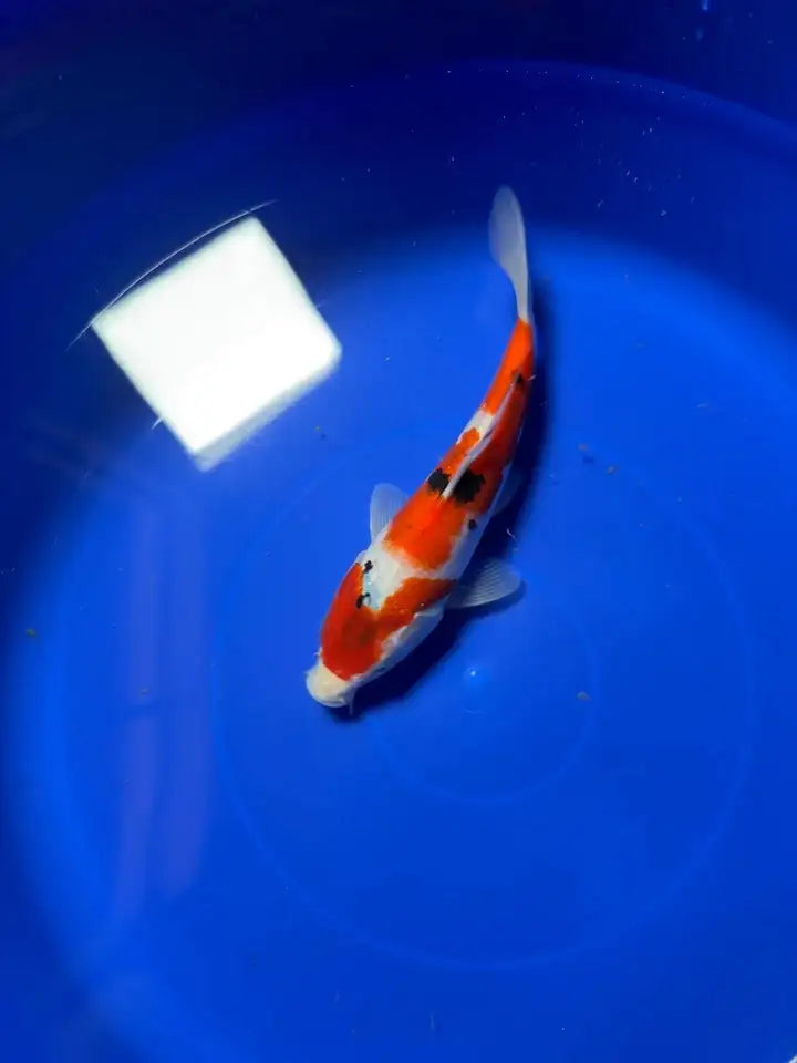 10" Sanke Japanese Imported HQ(High Quality)