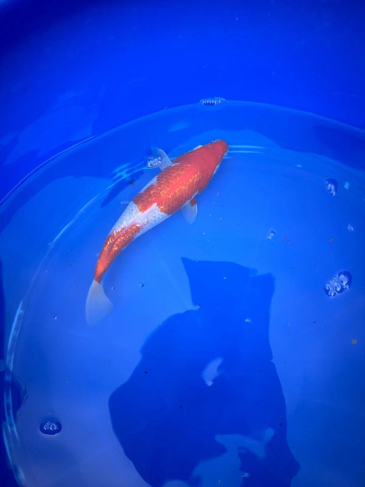 Japanese Ginrin Kohaku 9" Koi