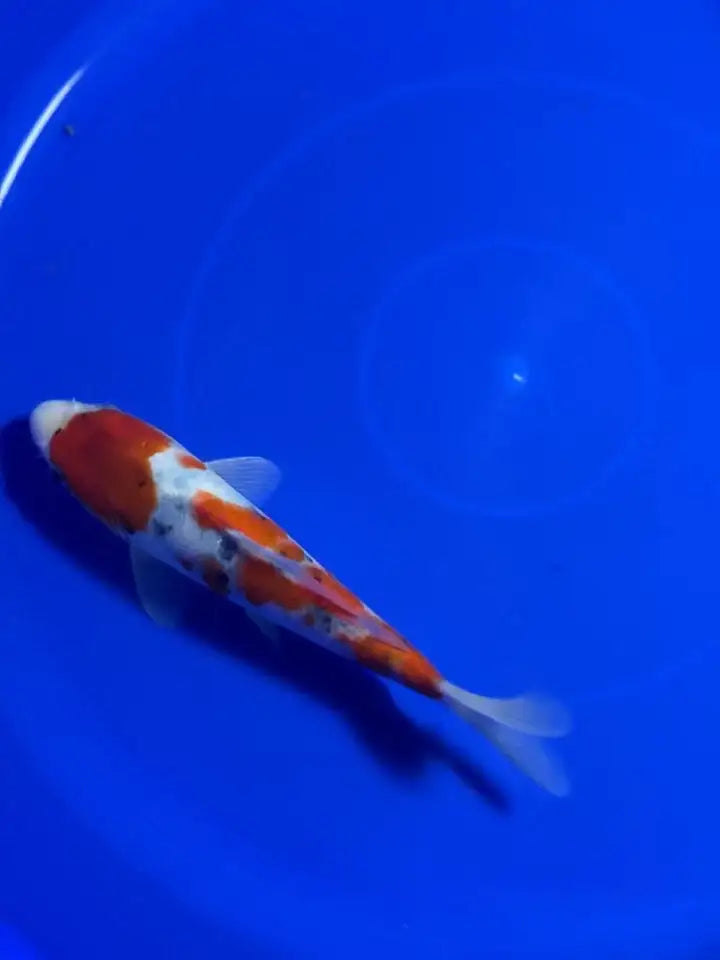 9" Sanke Tosai Japanese Import Koi HQ