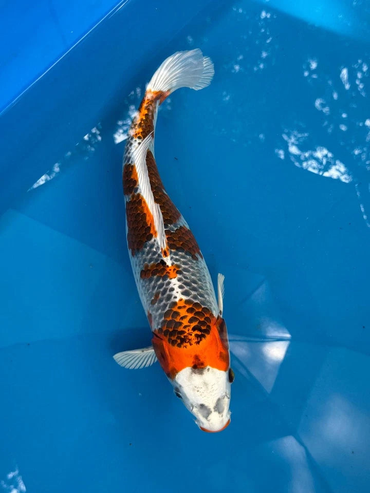 16" Kujaku Japanese Imported