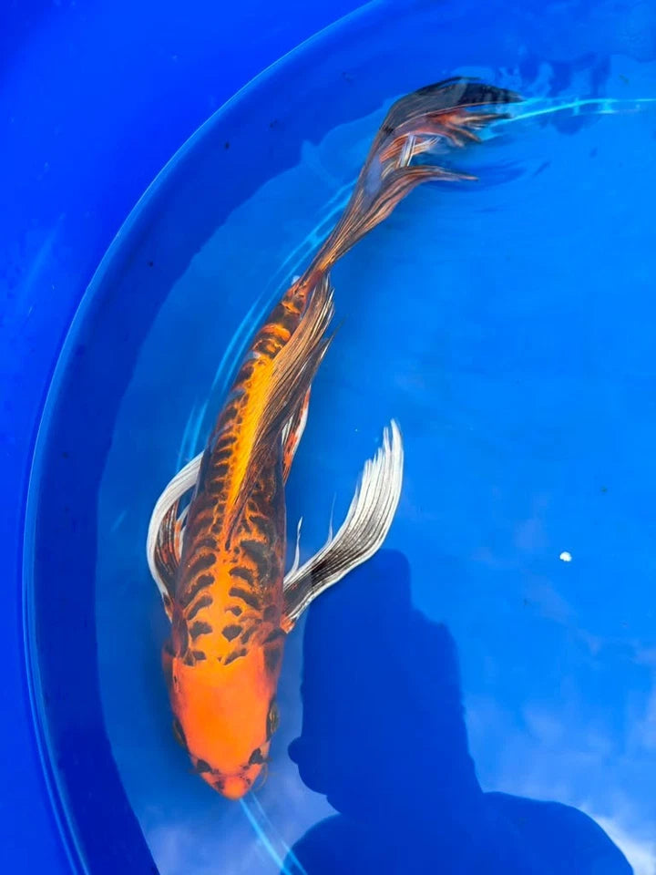 Kin Matsuba Butterfly Koi 15 Inch