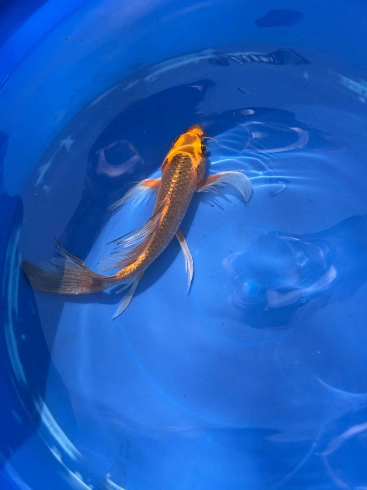 Kin Matsuba Butterfly Koi 8.5 Inch