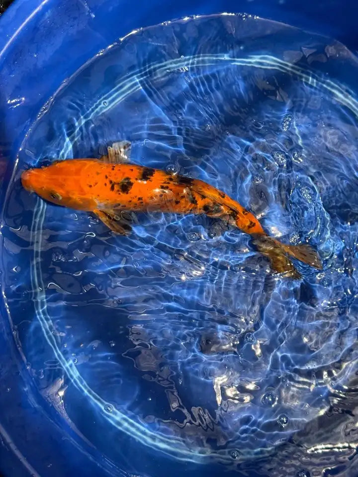 11" Aka Bekko Koi