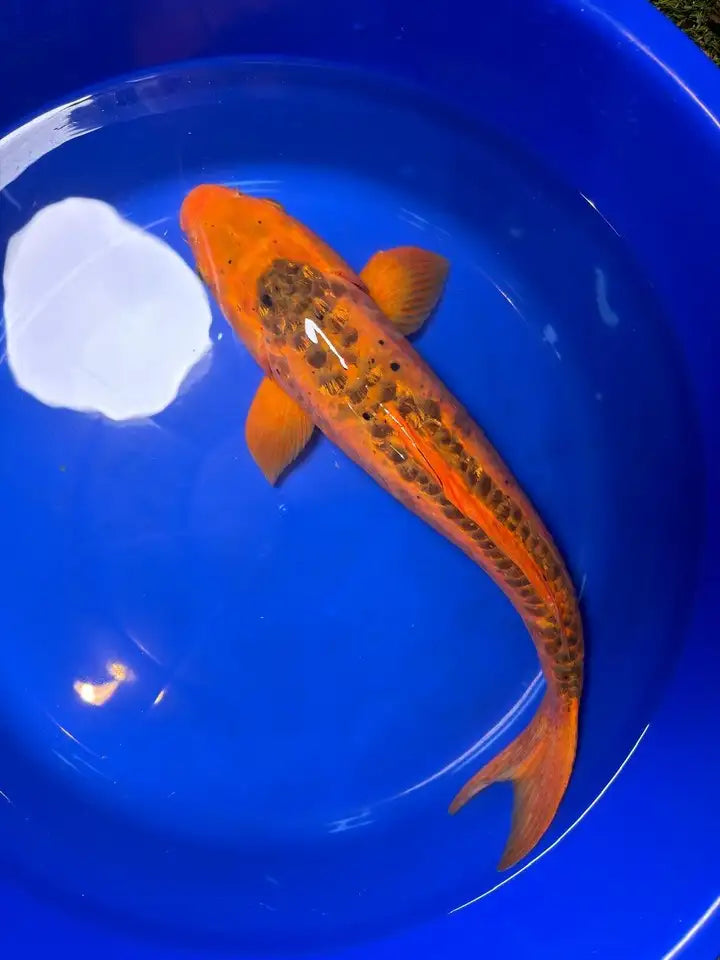 Japanese Mizuho Ogon Koi 22"