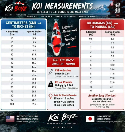 Understanding Japanese Koi Measurements: CM to Inches & KG to Pounds