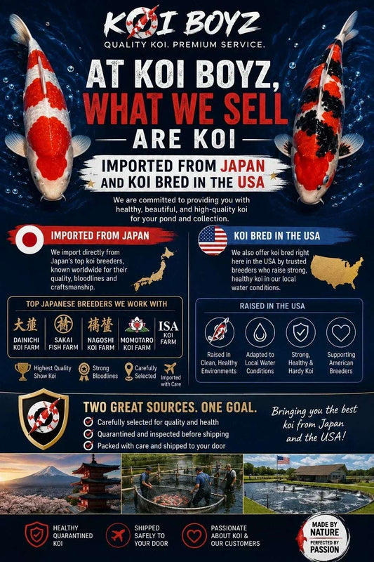 Where Do Koi in the United States Come From? A Guide to Japanese, American & Imported Koi
