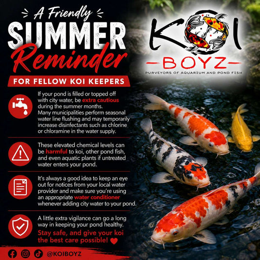 City Water & Koi Ponds: What Every Koi Keeper Should Know