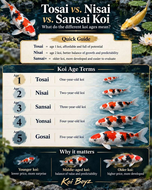 Tosai vs. Nisai vs. Sansai Koi: Which Should You Buy?