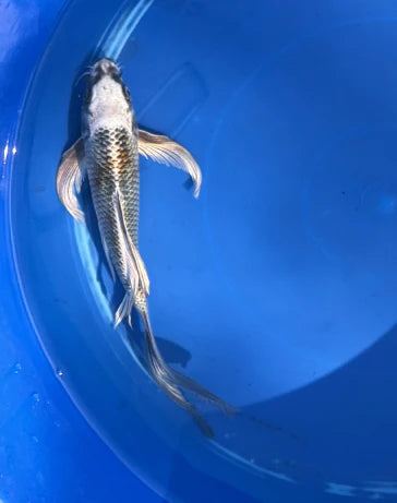 Butterfly koi