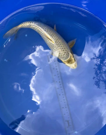 American bred koi