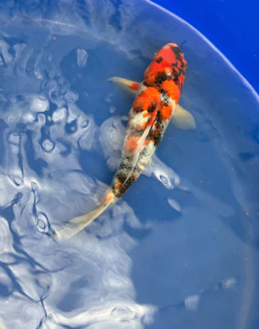 Japanese imorted koi
