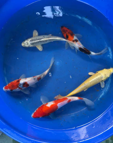 Pond product