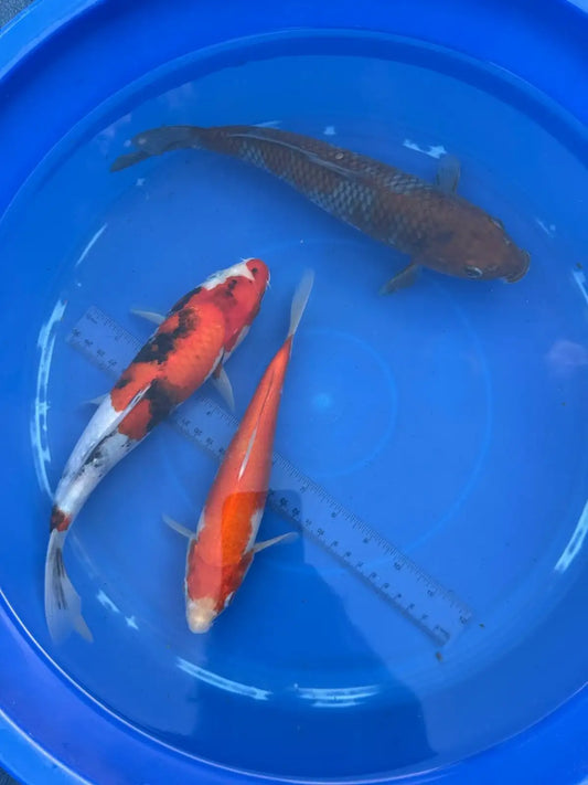 3 Pack of Koi 8 to 11 inch
