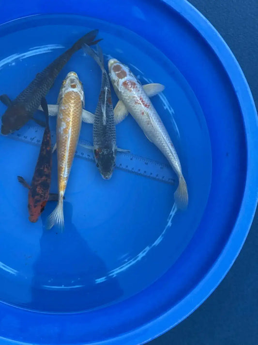 5 Pack of Koi 7 to 10 inch