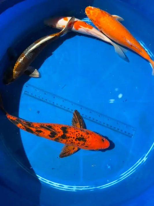 4 Pack of Koi 8 to 13 inch