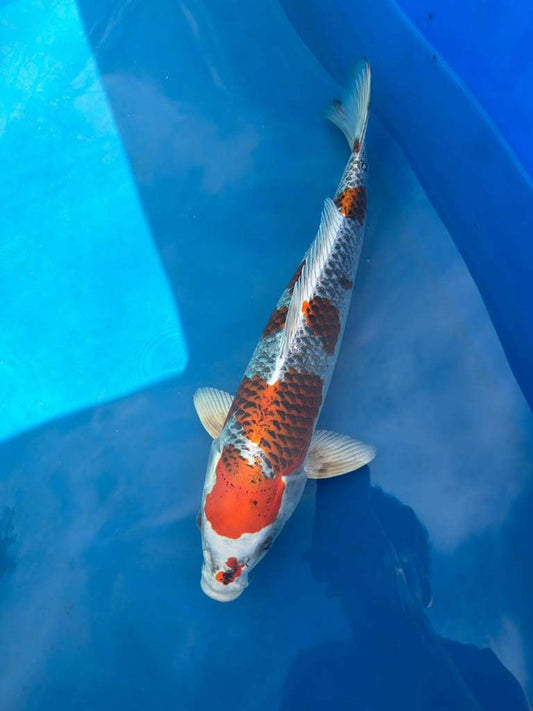 22" Kujaku-Japanese Imported-Female-Breeder Certifcate