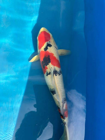20" Sanke Japanese Imported