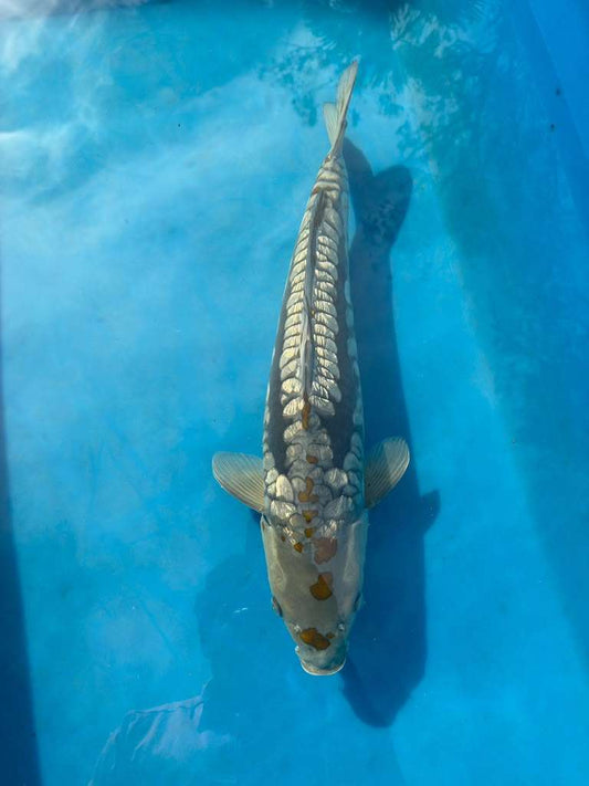 21" Ginrin Doitsu Aragoke Ochiba Japanese Imported Koi