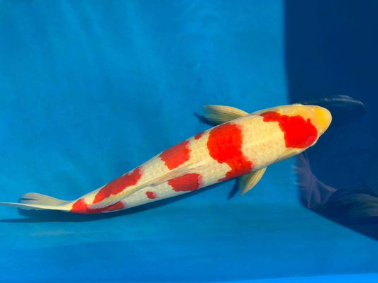 23" Kohaku Japanese Imported