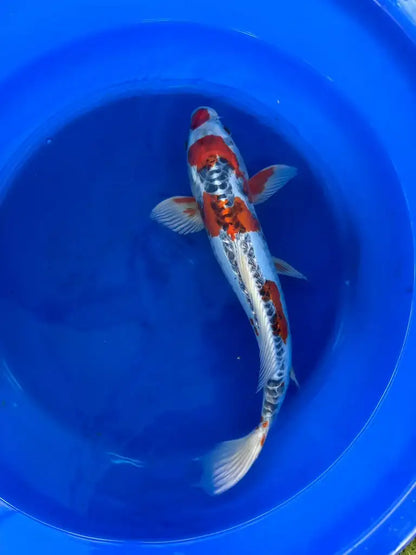 Shusui 16 Inch Male Japanese Import N
