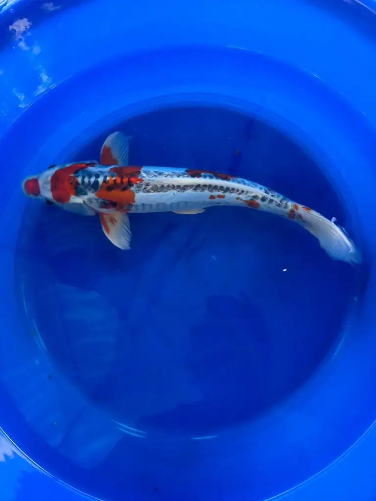 Shusui 16 Inch Male Japanese Import N