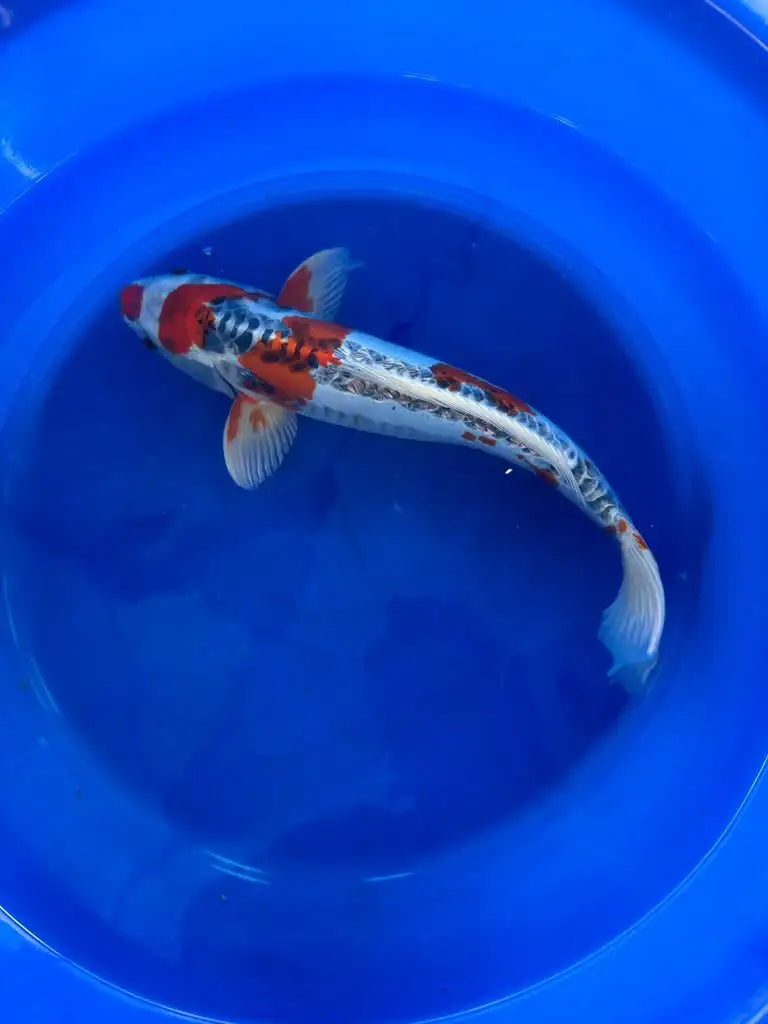 Shusui 16 Inch Male Japanese Import N