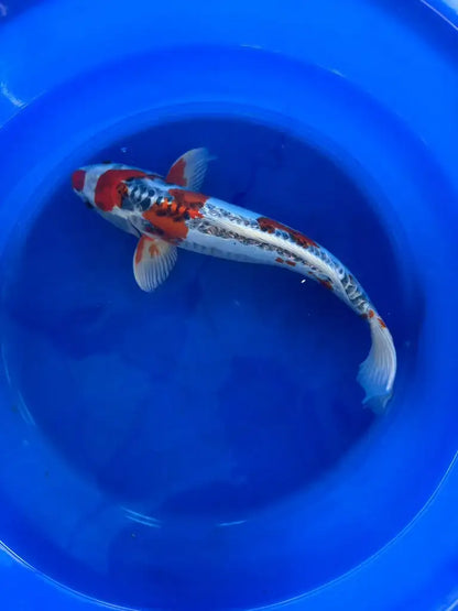 Shusui 16 Inch Male Japanese Import N
