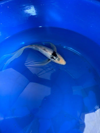 Shiro Utsuri Butterfly Koi 10 Inch