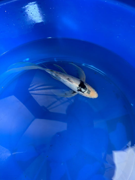 Shiro Utsuri Butterfly Koi 10 Inch