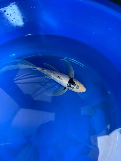 Shiro Utsuri Butterfly Koi 10 Inch