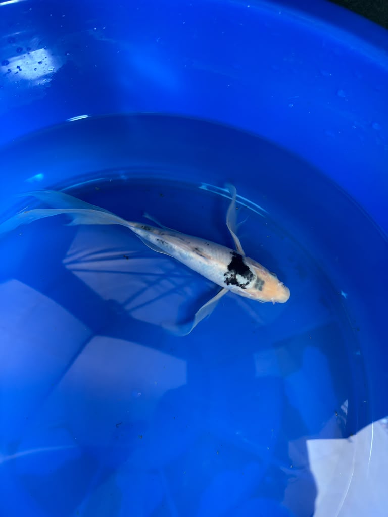 Shiro Utsuri Butterfly Koi 10 Inch
